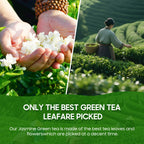 Jasmine Green Tea — Zen & Calm Focus 5